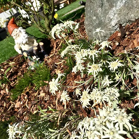 Cesa Planber Mountain View Ski-in Ski-out *