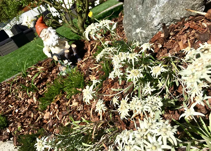 Cesa Planber Mountain View Ski-in Ski-out *